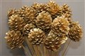 pine cone gold